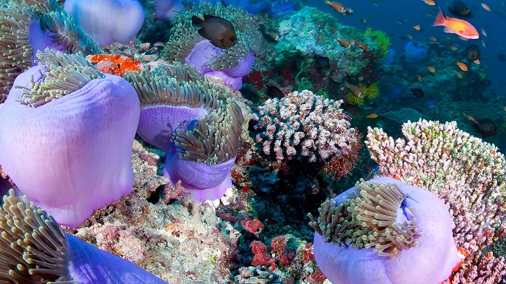 Lifestyle Toplists - The Best Coral Dive Sites in Maldives