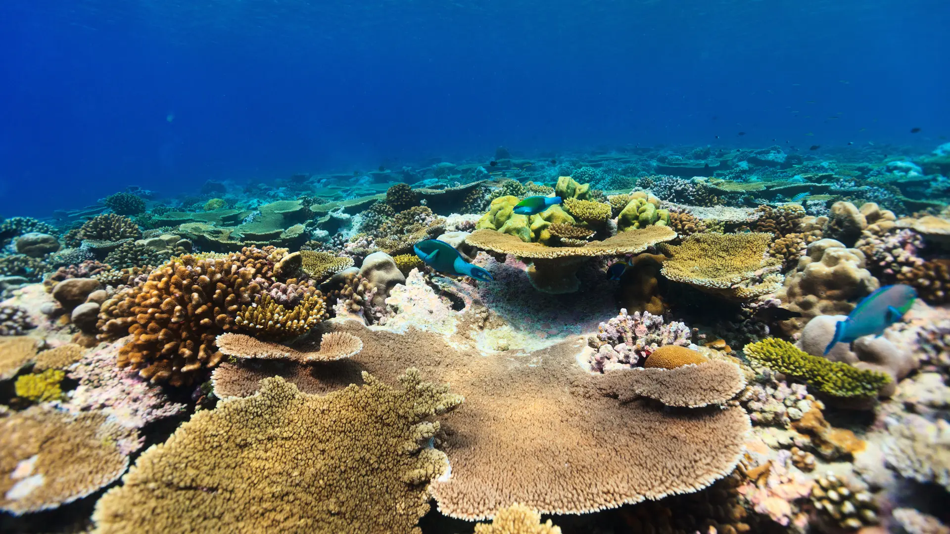 Lifestyle Toplists - The Best Coral Dive Sites in Maldives