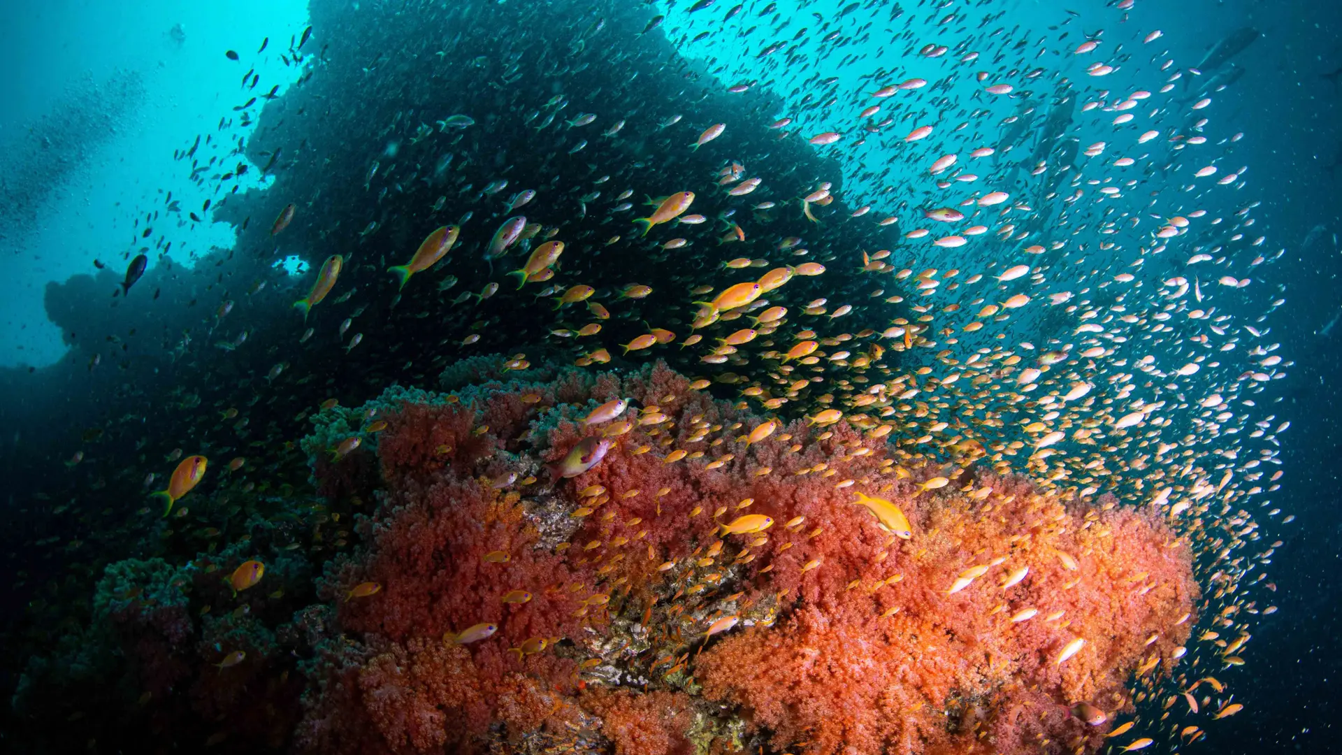 Lifestyle Toplists - The Best Coral Dive Sites in Maldives