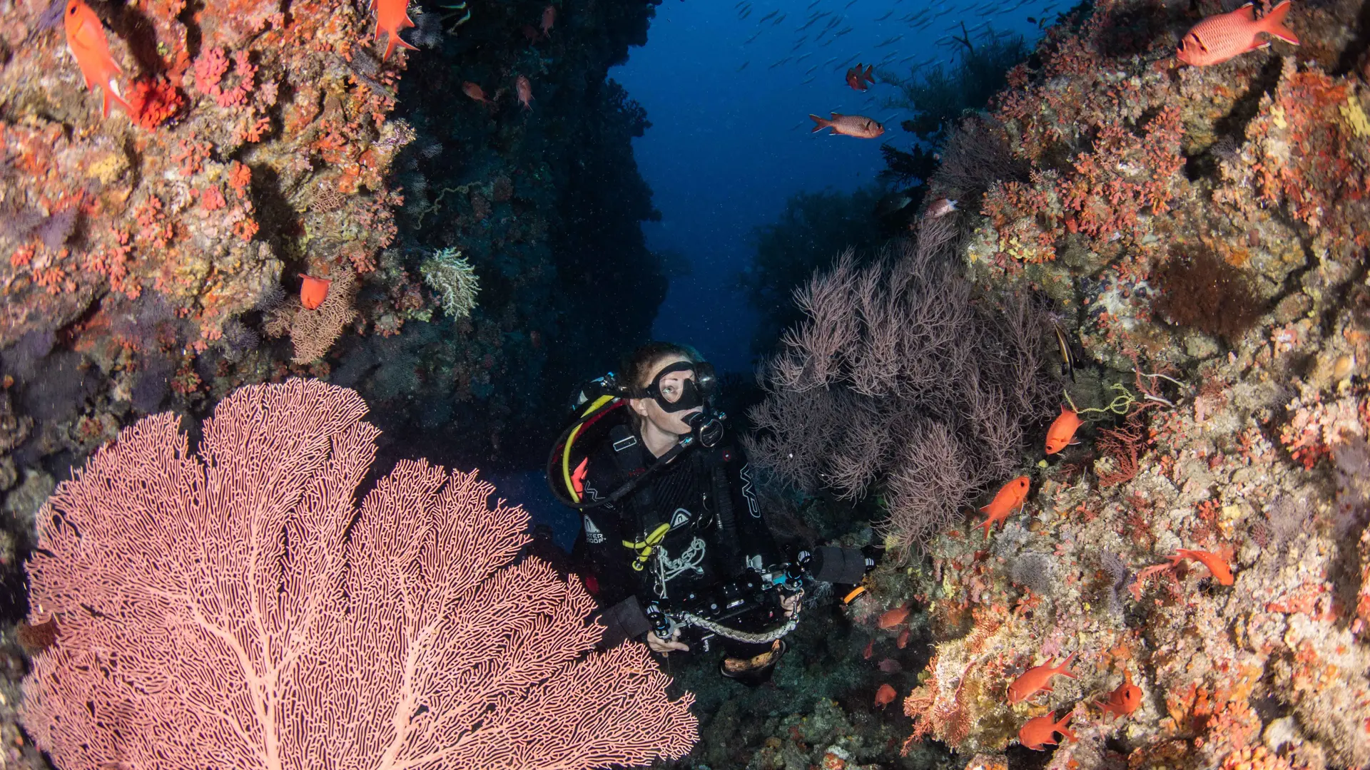 Lifestyle Toplists - The Best Coral Dive Sites in Maldives